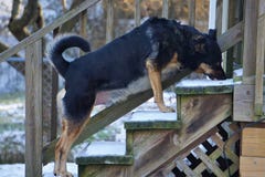 Mijn Big Boy Guard Dog, Ducky royalty-vrije stock afbeelding Mijn Big Boy Guard Dog, Ducky royalty-vrije stock afbeelding