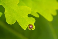 Mijtzitting op een groen blad Gevaar van tikbeet royalty-vrije stock afbeeldingen Mijtzitting op een groen blad Gevaar van tikbeet royalty-vrije stock afbeeldingen