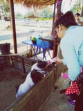 Bottle feed piglet in Chiang Mai royalty free stock photos Bottle feed piglet in Chiang Mai royalty free stock photos