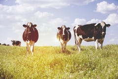 Milchkühe an der Landschaft, mit schönem Himmel im Hintergrund stockbilder Milchkühe an der Landschaft, mit schönem Himmel im Hintergrund stockbilder