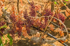 Mildew parasite infected vines and grapes stock photography Mildew parasite infected vines and grapes stock photography