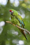 Military Macaw- Ara militaris royalty free stock photo Military Macaw- Ara militaris royalty free stock photo