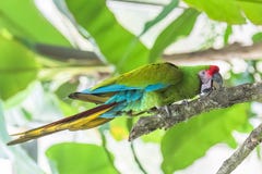 Military Macaw stock image Military Macaw stock image