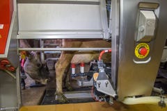 Milking the cows with a fully automated milking robot Royalty Free Stock Photography Milking the cows with a fully automated milking robot Royalty Free Stock Photography