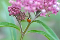 Milkweed Asclepias incarnata and Ladybug royalty free stock photo Milkweed Asclepias incarnata and Ladybug royalty free stock photo