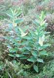 Milkweed royalty free stock image Milkweed royalty free stock image