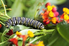 Milkweed de alimentation de Caterpillar de monarque Photographie stock libre de droits Milkweed de alimentation de Caterpillar de monarque Photographie stock libre de droits