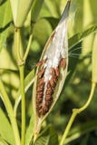 Milkweed plant, Asclepias 'Tuberosa' seed pod stock photo Milkweed plant, Asclepias 'Tuberosa' seed pod stock photo