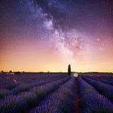 Milky Way over lavender field in Provence France