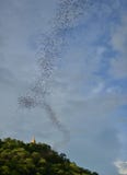 Million Of Bats Seeking For Food In Evening, Thailand Stock Photography