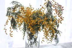 Mimosa amarelo Flores amarelas bonitas da mimosa imagem de stock royalty free Mimosa amarelo Flores amarelas bonitas da mimosa imagem de stock royalty free