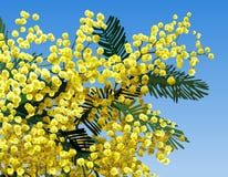 Mimosa flower Royalty Free Stock Images Mimosa flower Royalty Free Stock Images