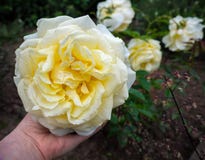Minha menina Rosa Fragrant Hybrid Tea aumentou a flor branca do marfim imagens de stock Minha menina Rosa Fragrant Hybrid Tea aumentou a flor branca do marfim imagens de stock