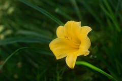 Mini daylilies amarillos inusuales florecientes, crecidos en una cama de flor casera foto de archivo Mini daylilies amarillos inusuales florecientes, crecidos en una cama de flor casera foto de archivo