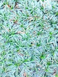 Mini mondo grass stock image Mini mondo grass stock image