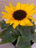 Mini- solros som planteras med stor omsorg royaltyfria foton Mini- solros som planteras med stor omsorg royaltyfria foton
