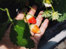Mini strawberry in hand royalty free stock photo Mini strawberry in hand royalty free stock photo