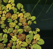 Miniature patterned water lily leaves background - image stock photography Miniature patterned water lily leaves background - image stock photography