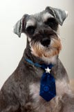 Miniature Schnauzer stock photo Miniature Schnauzer stock photo