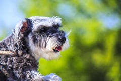 Miniature schnauzer on very nice color background royalty free stock photos Miniature schnauzer on very nice color background royalty free stock photos
