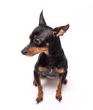 Miniatyr-pinscher sammanträde mot vit bakgrund royaltyfri fotografi Miniatyr-pinscher sammanträde mot vit bakgrund royaltyfri fotografi