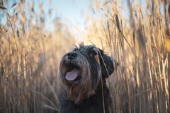 MiniatyrschnauzerZwergschnauzer hund på ett vetefält arkivbild MiniatyrschnauzerZwergschnauzer hund på ett vetefält arkivbild