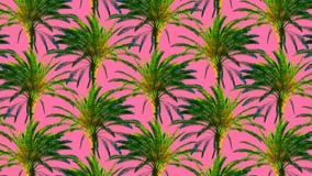 Minimal Motion art. Palm trees background Tropical vibes