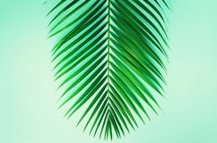 Minimal Summer Concept. Top View Green Leaf On Punchy Pastel Paper. Creative Flat Lay With Copy Space. Tropical Palm Stock Photography