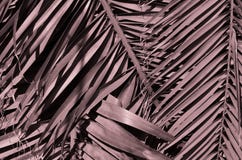 Minimal tropic concept. leaves of palma closeup stock photos Minimal tropic concept. leaves of palma closeup stock photos