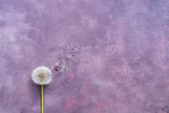 Minimalismus, flaumiger Löwenzahn mit Samen auf einem schönen abstrakten purpurroten Hintergrund Kopieren Sie Raum, Ebenenlage lizenzfreies stockfoto Minimalismus, flaumiger Löwenzahn mit Samen auf einem schönen abstrakten purpurroten Hintergrund Kopieren Sie Raum, Ebenenlage lizenzfreies stockfoto