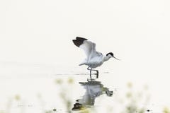 Pied Avocet waterfowl Recurvirostra avosetta walking in water Stock Photography Pied Avocet waterfowl Recurvirostra avosetta walking in water Stock Photography