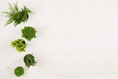 Minimalistic dekorativ gräns av gröna barrträdväxter i bästa sikt för krukor på vit träbrädebakgrund Blank kopierar utrymme royaltyfri fotografi Minimalistic dekorativ gräns av gröna barrträdväxter i bästa sikt för krukor på vit träbrädebakgrund Blank kopierar utrymme royaltyfri fotografi