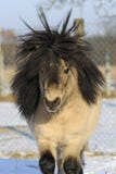 Minishetland-Pony, 12 Jahre alte Stallion lizenzfreies stockfoto Minishetland-Pony, 12 Jahre alte Stallion lizenzfreies stockfoto