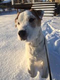 Ministro bonito Russell Terrier Dog Levantamento na neve fotografia de stock Ministro bonito Russell Terrier Dog Levantamento na neve fotografia de stock