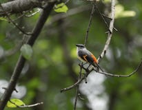 Minivet pequeno no ramo fotografia de stock Minivet pequeno no ramo fotografia de stock