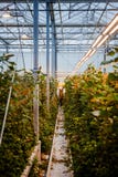 MINSK, BELARUS - 1ER MAI 2017 : Fleuriste heureux travaillant dans un greenho photos libres de droits MINSK, BELARUS - 1ER MAI 2017 : Fleuriste heureux travaillant dans un greenho photos libres de droits