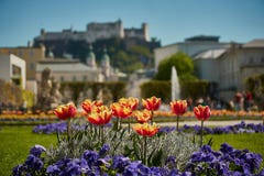 Mirabell slott och trädgård i vår Salzburg, Österrike royaltyfri bild Mirabell slott och trädgård i vår Salzburg, Österrike royaltyfri bild