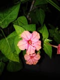 Mirabilisjalapa royalty-vrije stock fotografie Mirabilisjalapa royalty-vrije stock fotografie