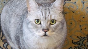 mirada atenta del gato brit?nico fotografía de archivo libre de regalías mirada atenta del gato brit?nico fotografía de archivo libre de regalías
