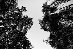 Mirada para arriba de los árboles en bosque del otoño foto de archivo libre de regalías Mirada para arriba de los árboles en bosque del otoño foto de archivo libre de regalías