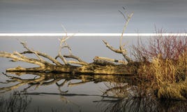 Mirror mirror in the lake, who the fairest of them all? stock images Mirror mirror in the lake, who the fairest of them all? stock images