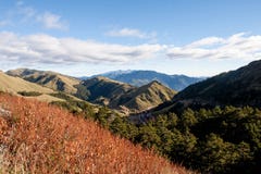 The Miscanthus transmorrisonensis in the high mountain stock photo The Miscanthus transmorrisonensis in the high mountain stock photo
