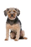 Mischzucht Yorkshire Terrier Lizenzfreie Stockfotos Mischzucht Yorkshire Terrier Lizenzfreie Stockfotos