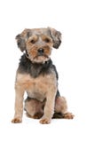 Mischzucht Yorkshire Terrier Lizenzfreie Stockfotografie Mischzucht Yorkshire Terrier Lizenzfreie Stockfotografie