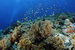 Misool Coral Reef with Schooling Fish