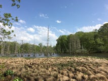 Mississippi träsk arkivbilder Mississippi träsk arkivbilder