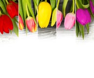 Mistura da tulipa imagens de stock royalty free Mistura da tulipa imagens de stock royalty free