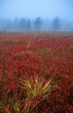 Misty autumn morning on a red meadow royalty free stock photos Misty autumn morning on a red meadow royalty free stock photos