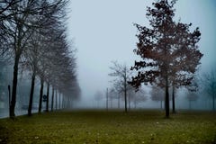 Misty day in the morning royalty free stock images Misty day in the morning royalty free stock images
