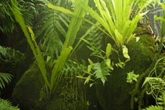 Misty Ferns and Mosses Royalty Free Stock Photos Misty Ferns and Mosses Royalty Free Stock Photos
